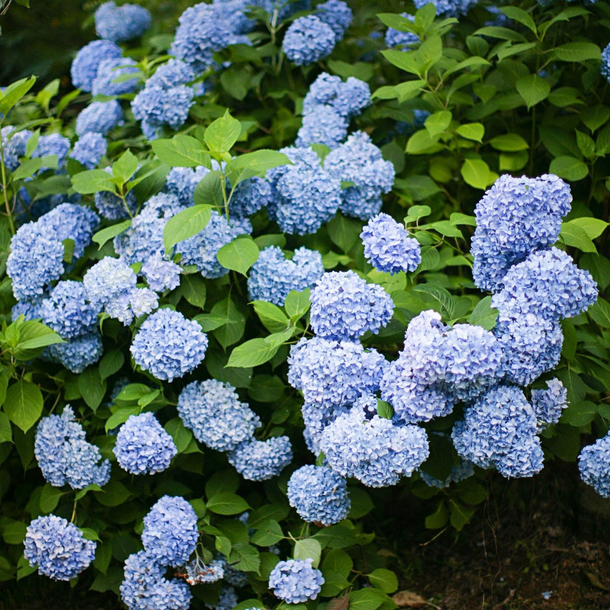 Hydrangea All Summer Beauty