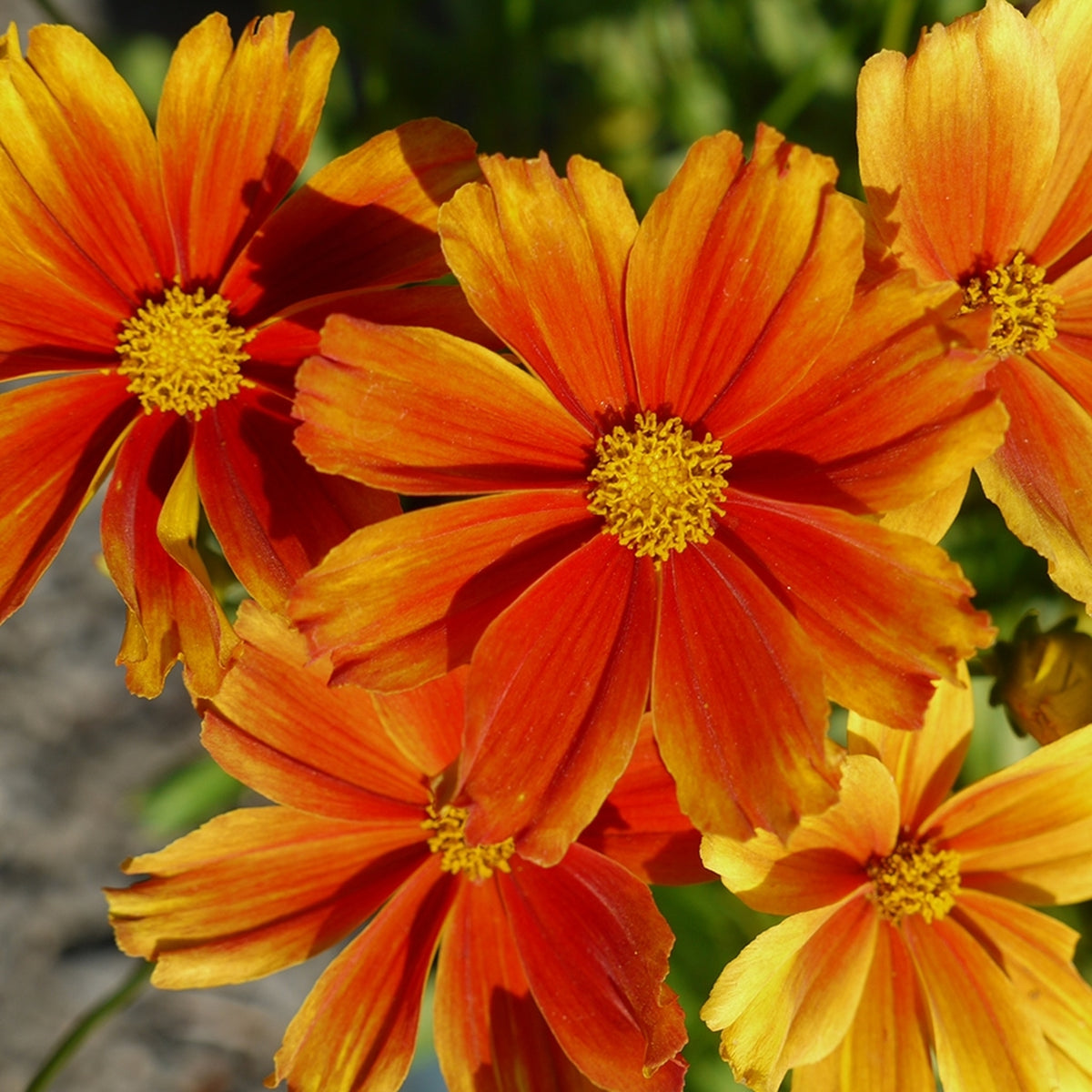Coreopsis Darling Clementine