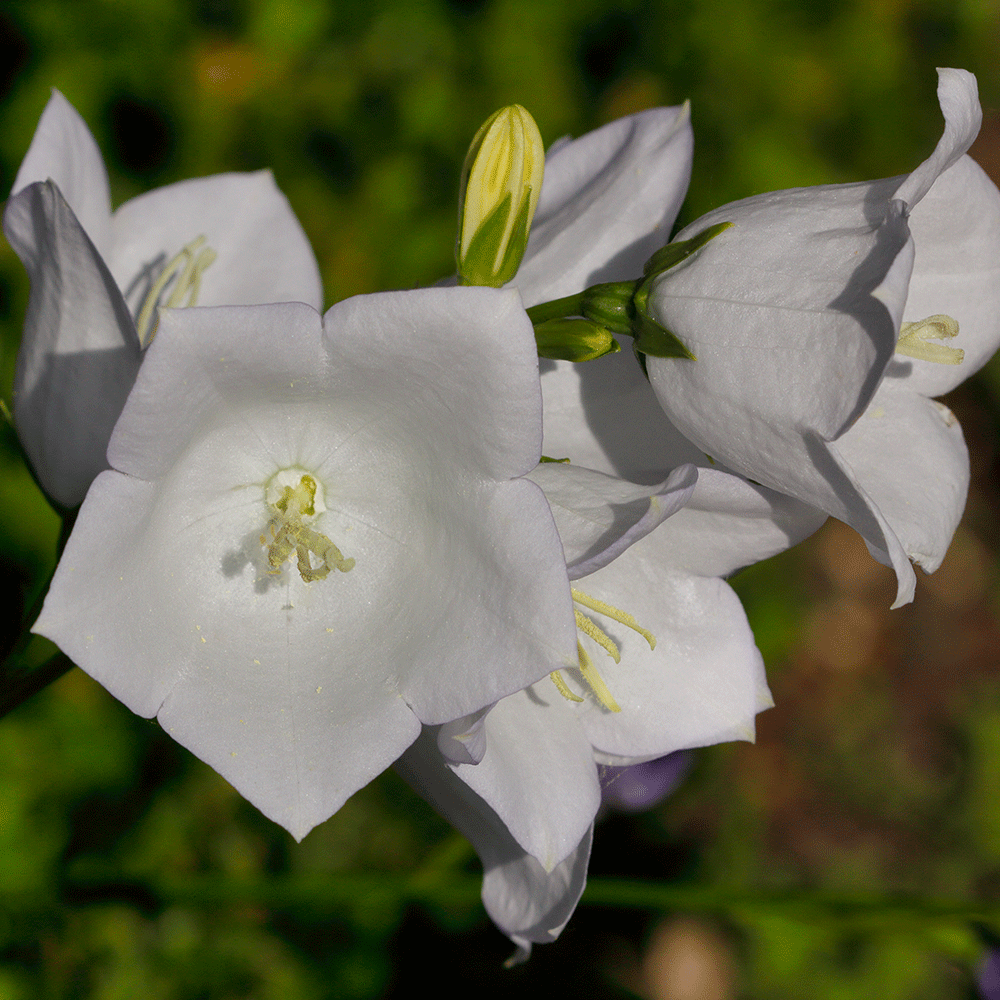 Peachleaf Bellflower &#39;Takion White&#39;