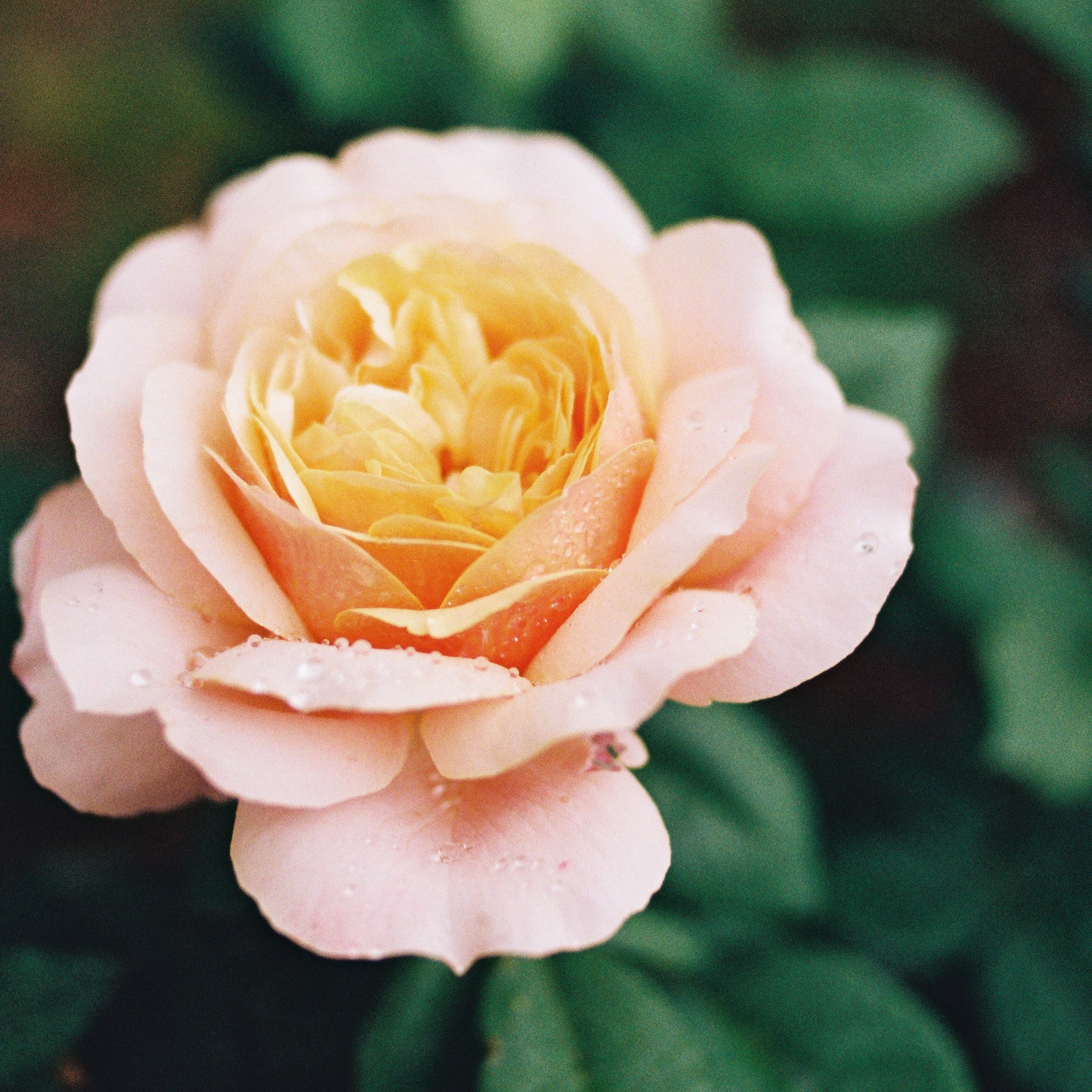 'State of Grace’ Rose