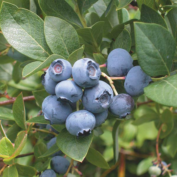 Reka Blueberry