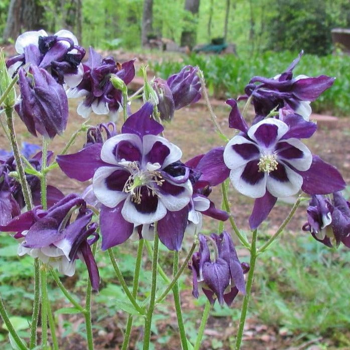 Columbine Winky Purple & White