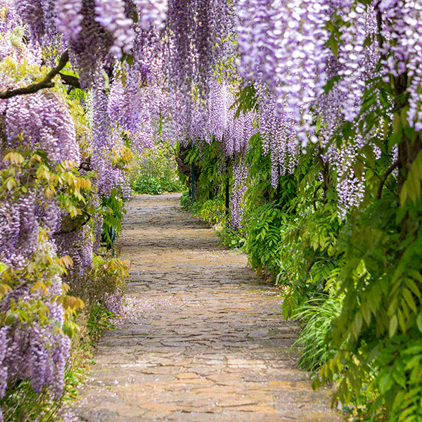 Blue Moon Wisteria