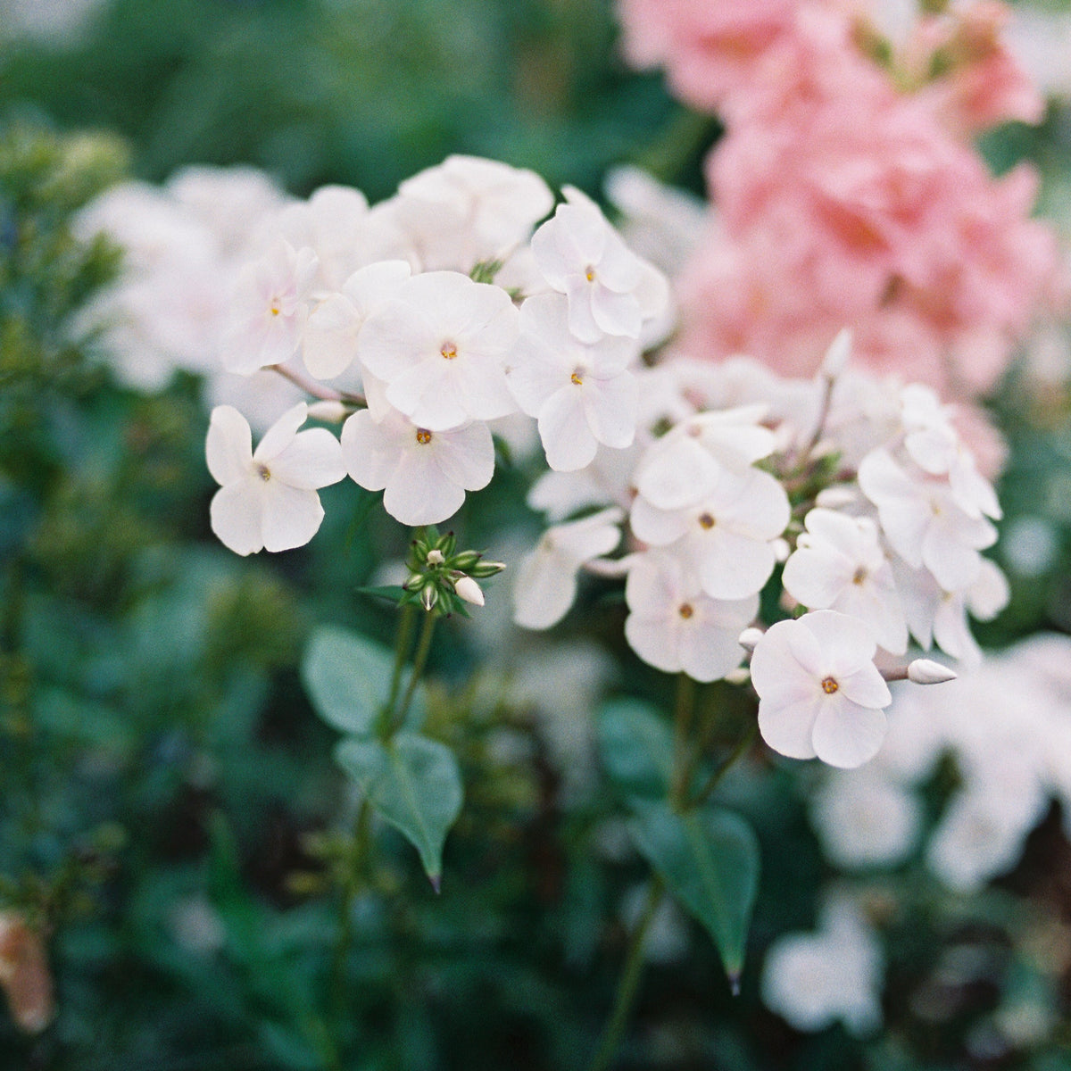 Phlox ‘Fashionably Early Crystal’