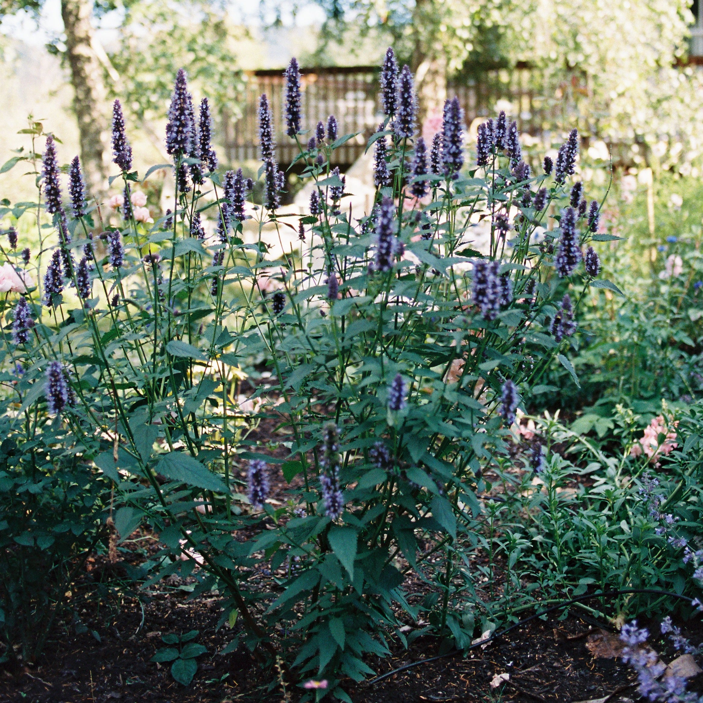 Giant Hyssop 'Black Adder'