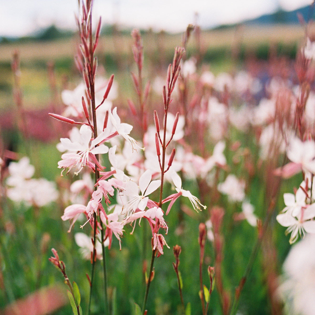 Gaura &#39;Whirling Butterflies&#39;