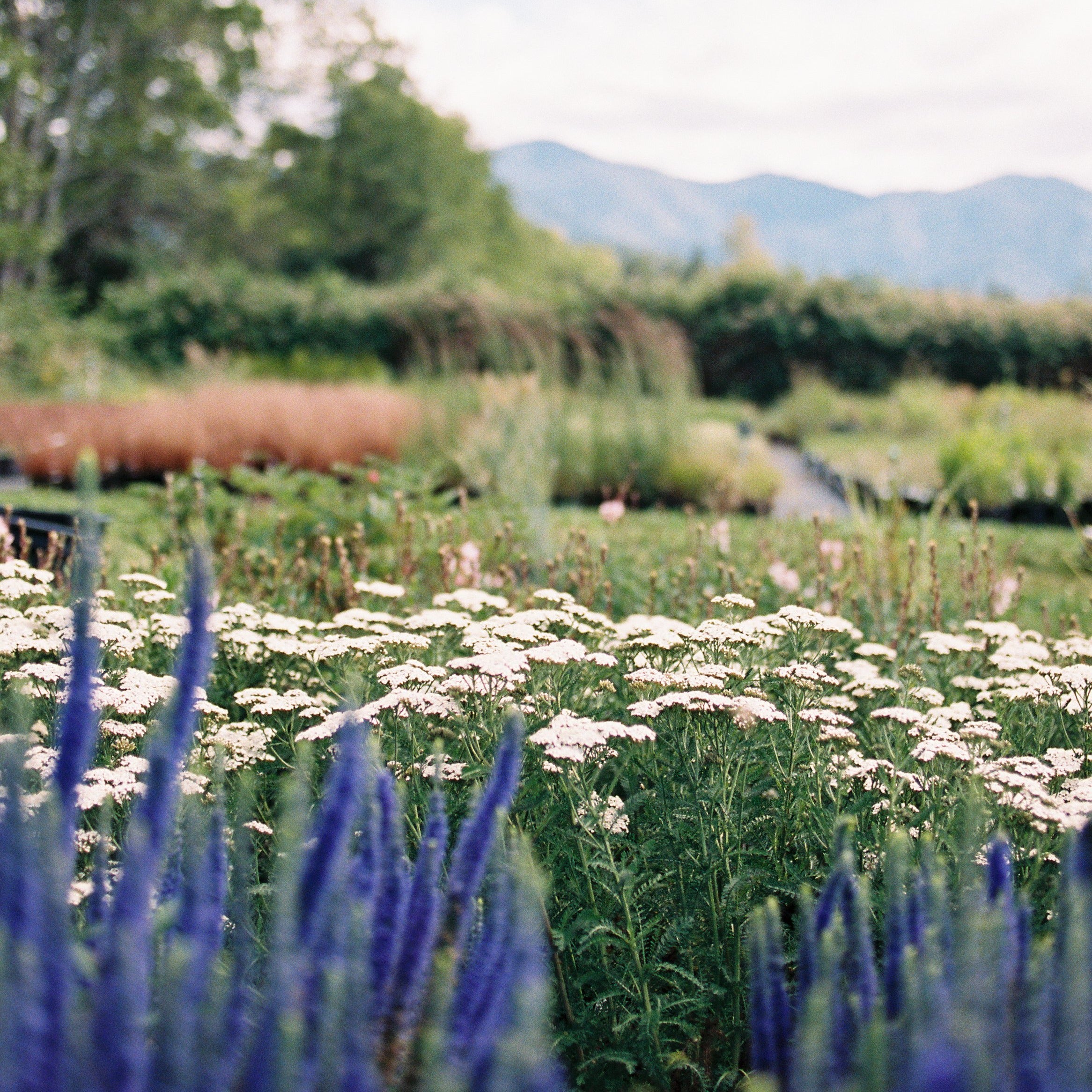 New Vintage™ White Yarrow