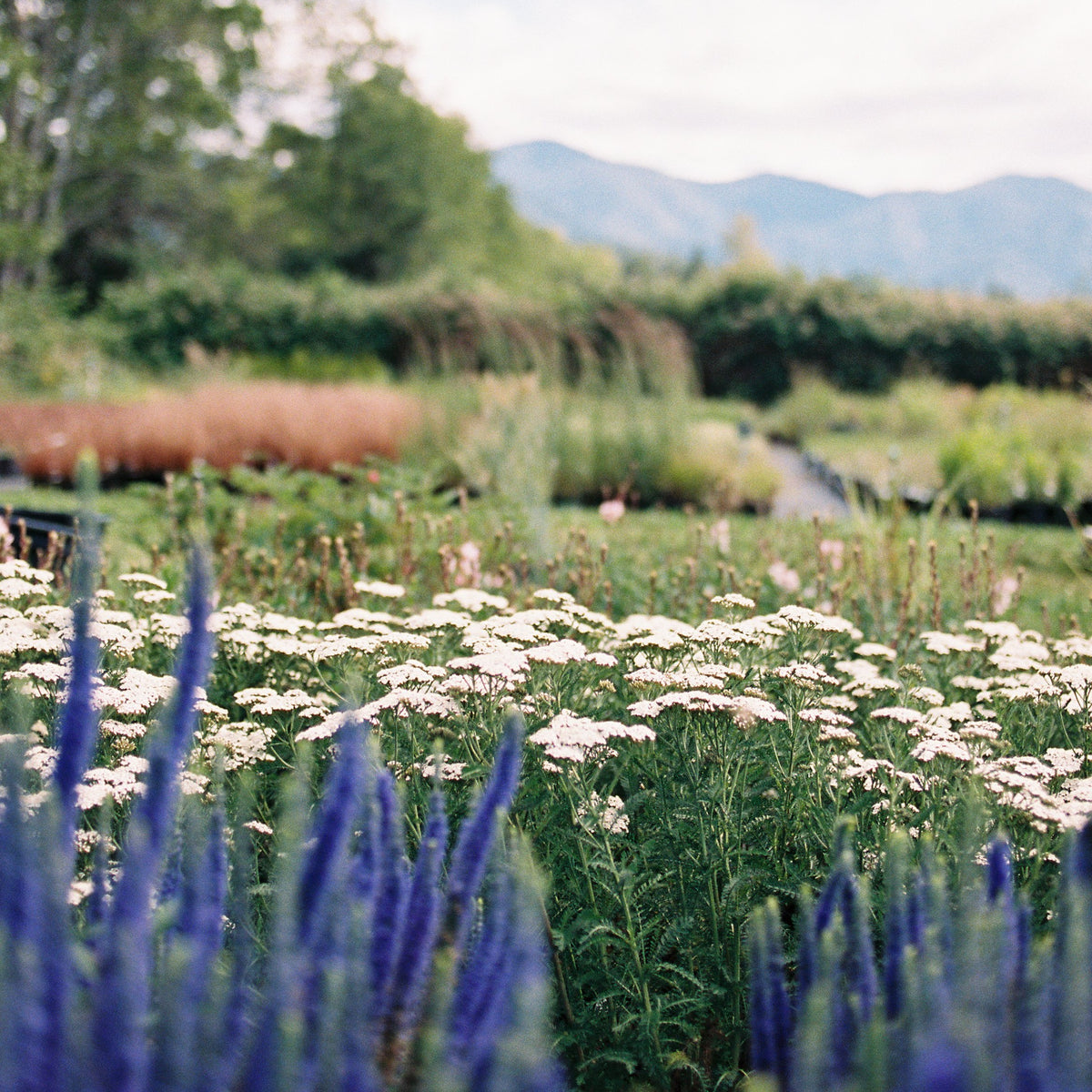 New Vintage™ White Yarrow
