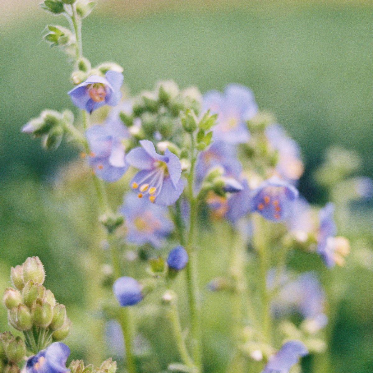 Jacob’s Ladder &#39;Heavenly Habit&#39;