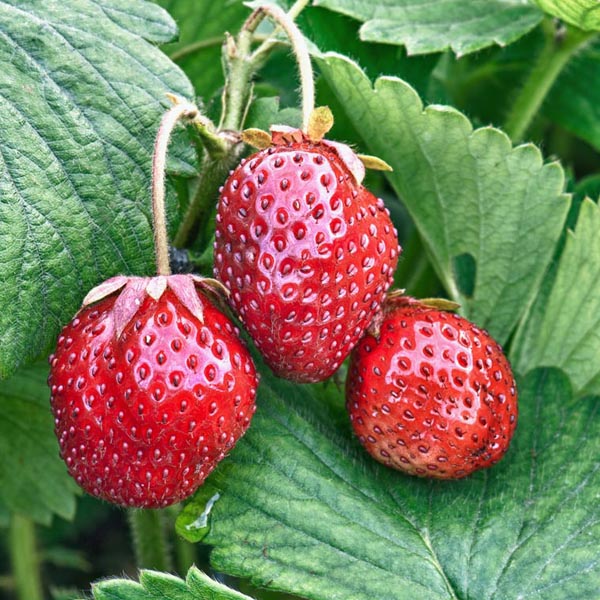 Ornamental Strawberry