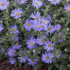 Aster Woods Blue