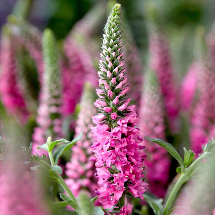Veronica ‘Bubblegum Candles’