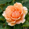 Just Joey® Rose