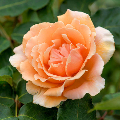 Just Joey® Rose