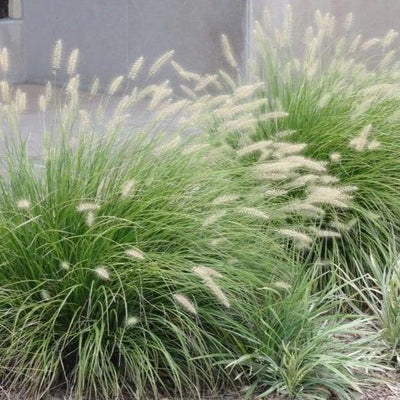 Fountain Grass 'Little Bunny'