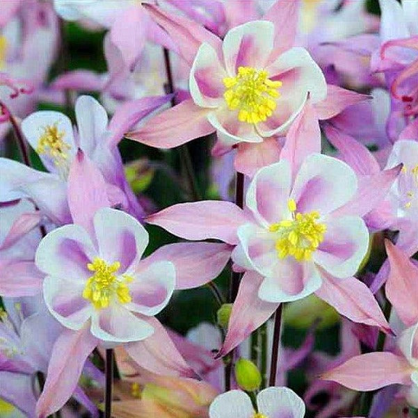 Pinky Wink Columbine