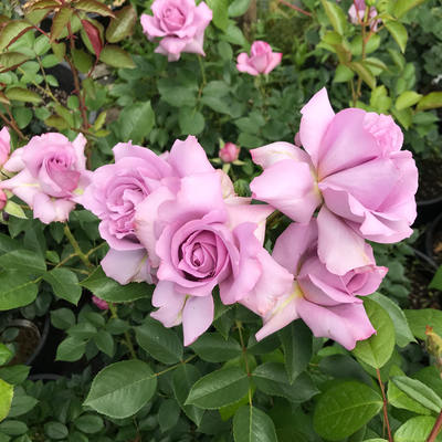 Love Song Rose (Bare Root)