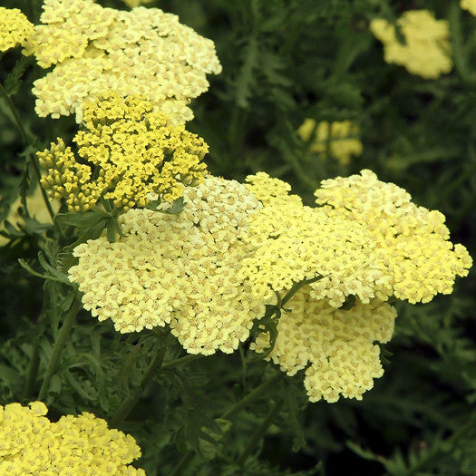 Moonshine Yarrow