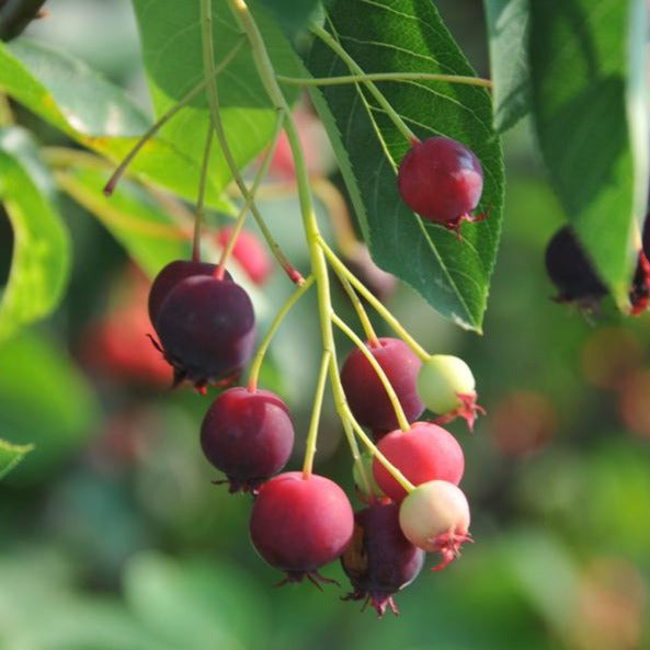 Autumn Brilliance® Apple Serviceberry