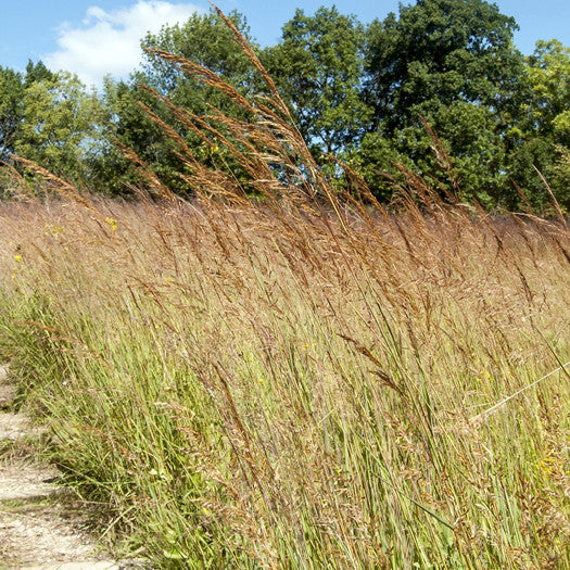 Big Bluestem