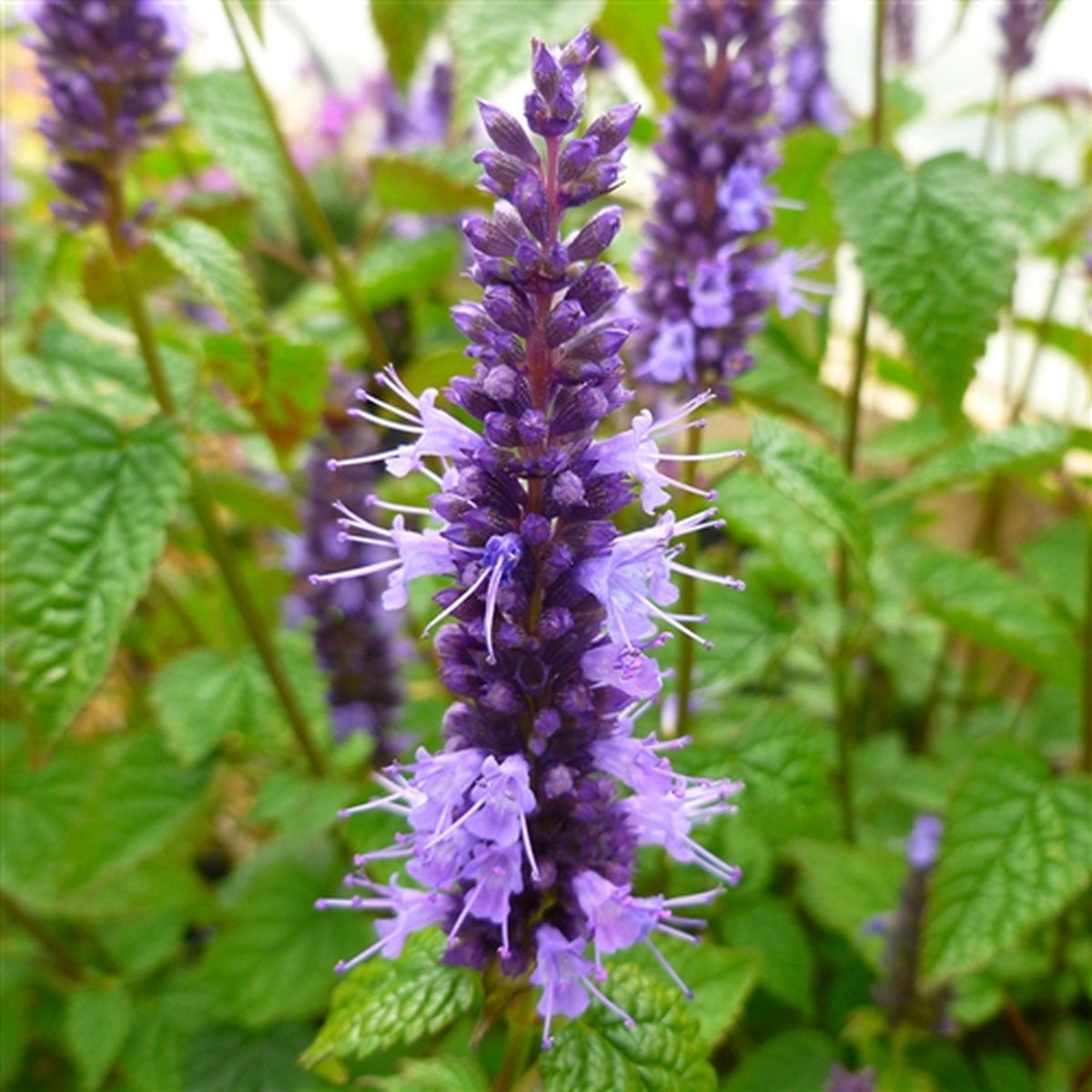 Anise Hyssop Little Adder