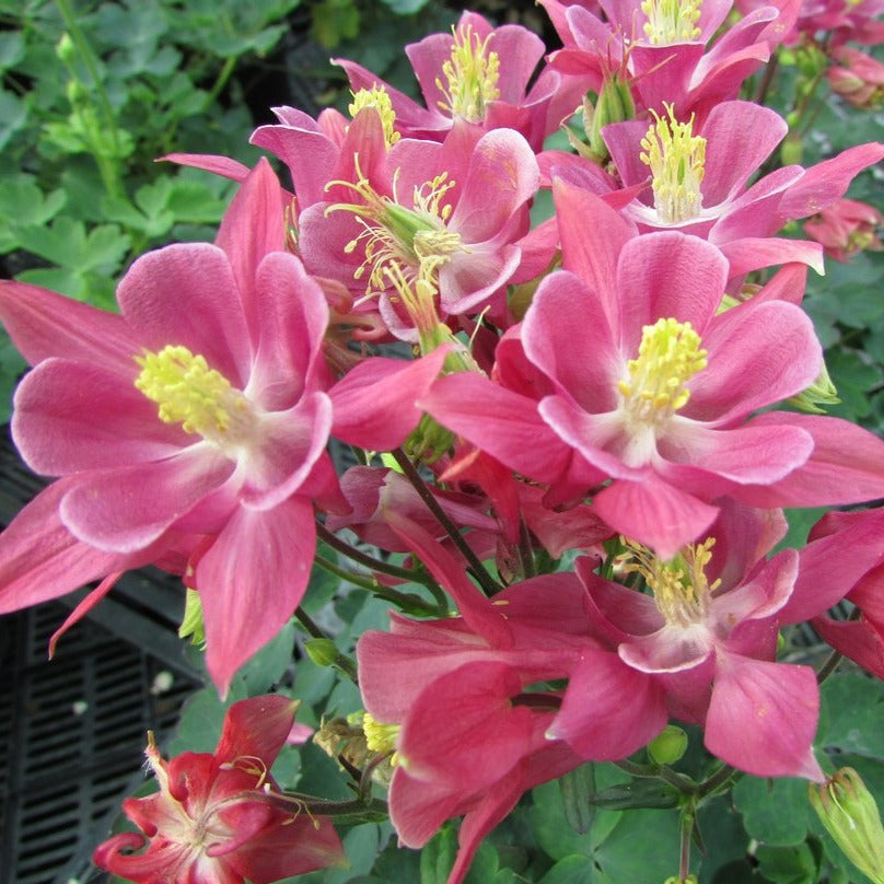 Columbine Winky Rose