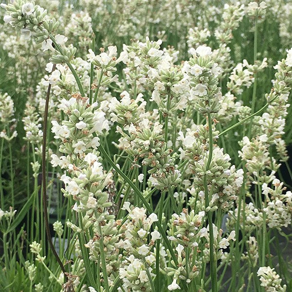 Arctic Snow Lavender