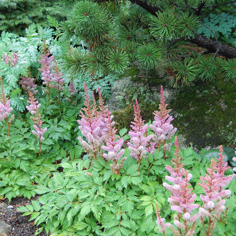 Astilbe ‘Pumila’