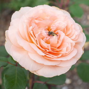 Parfuma Bliss Rose