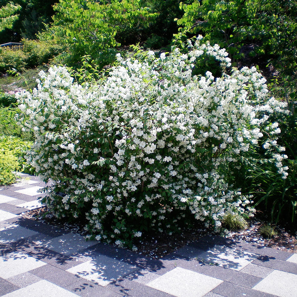 Blizzard Mock Orange