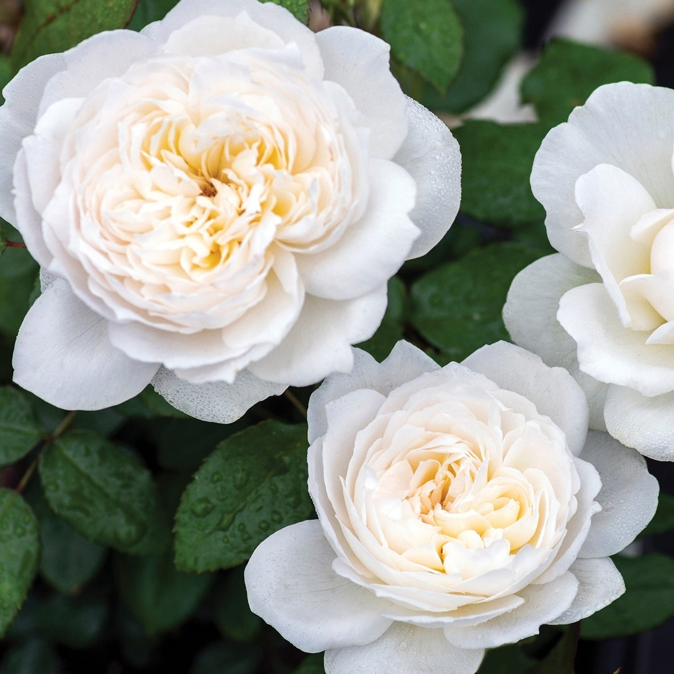 Bolero™ Rose - The Greenhouse