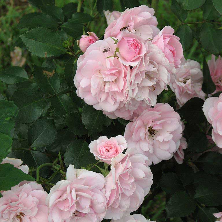 Bonica® Rose