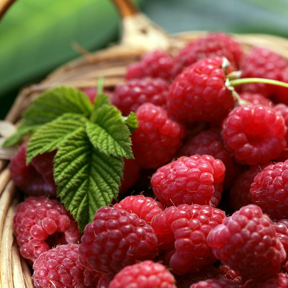 Heritage Everbearing Raspberry - The Greenhouse