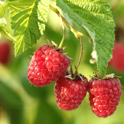 Amity Raspberry