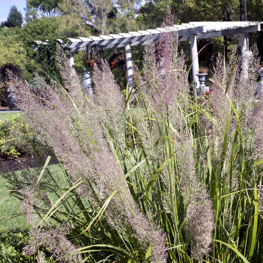 Korean Feather Grass