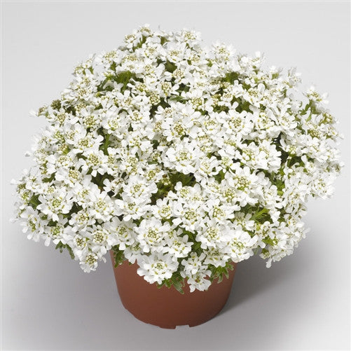 Candytuft &#39;Snow Surfer&#39;