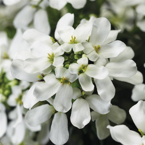 Candytuft 'Snow Cone'