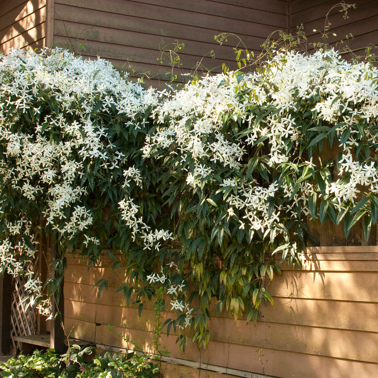 Clematis ‘Snowdrift’