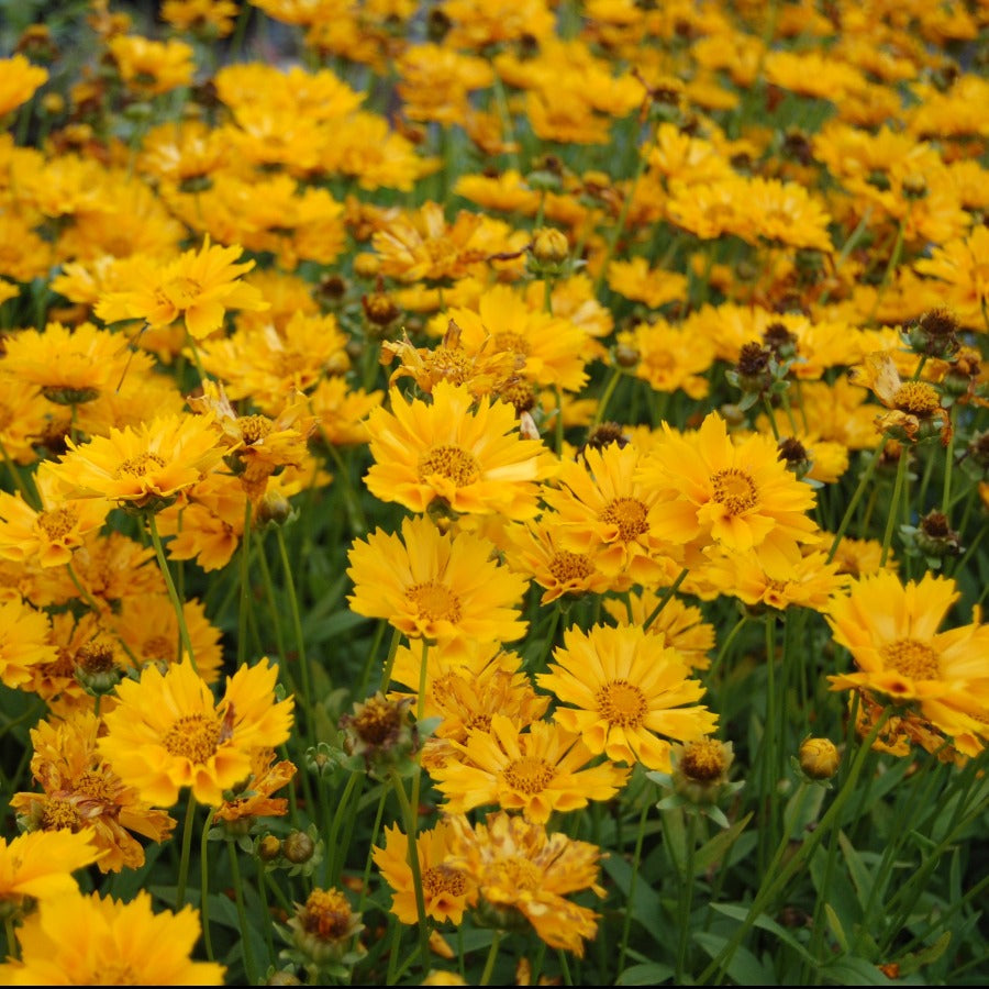 Coreopsis 'Jethro Tull'