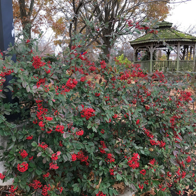 Cotoneaster Parneyi