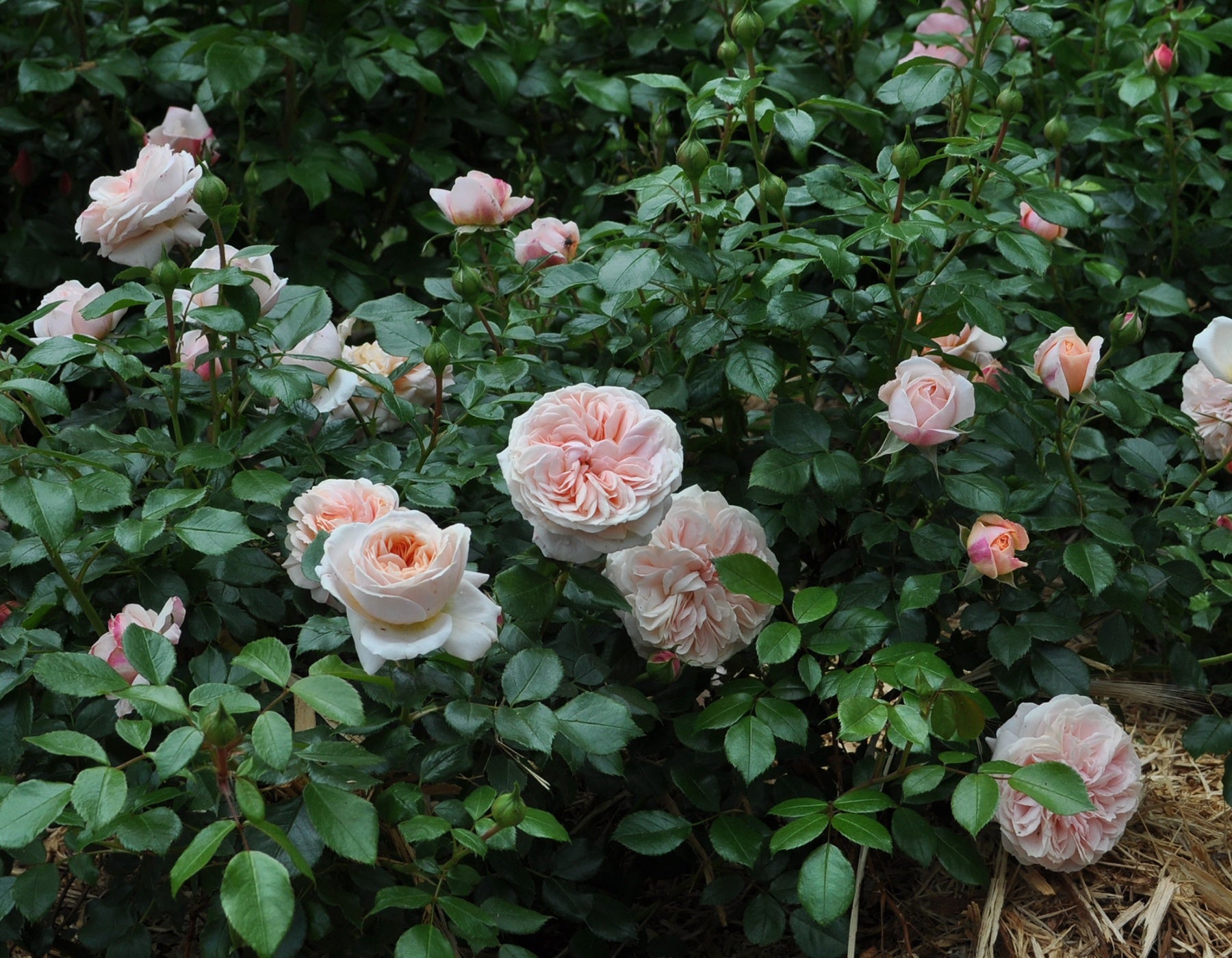 Cream Veranda® Rose