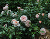 Cream Veranda® Rose