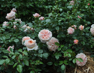 Cream Veranda® Rose