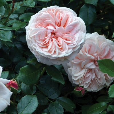 Cream Veranda Rose