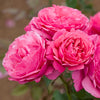 Dee-Lish Rose