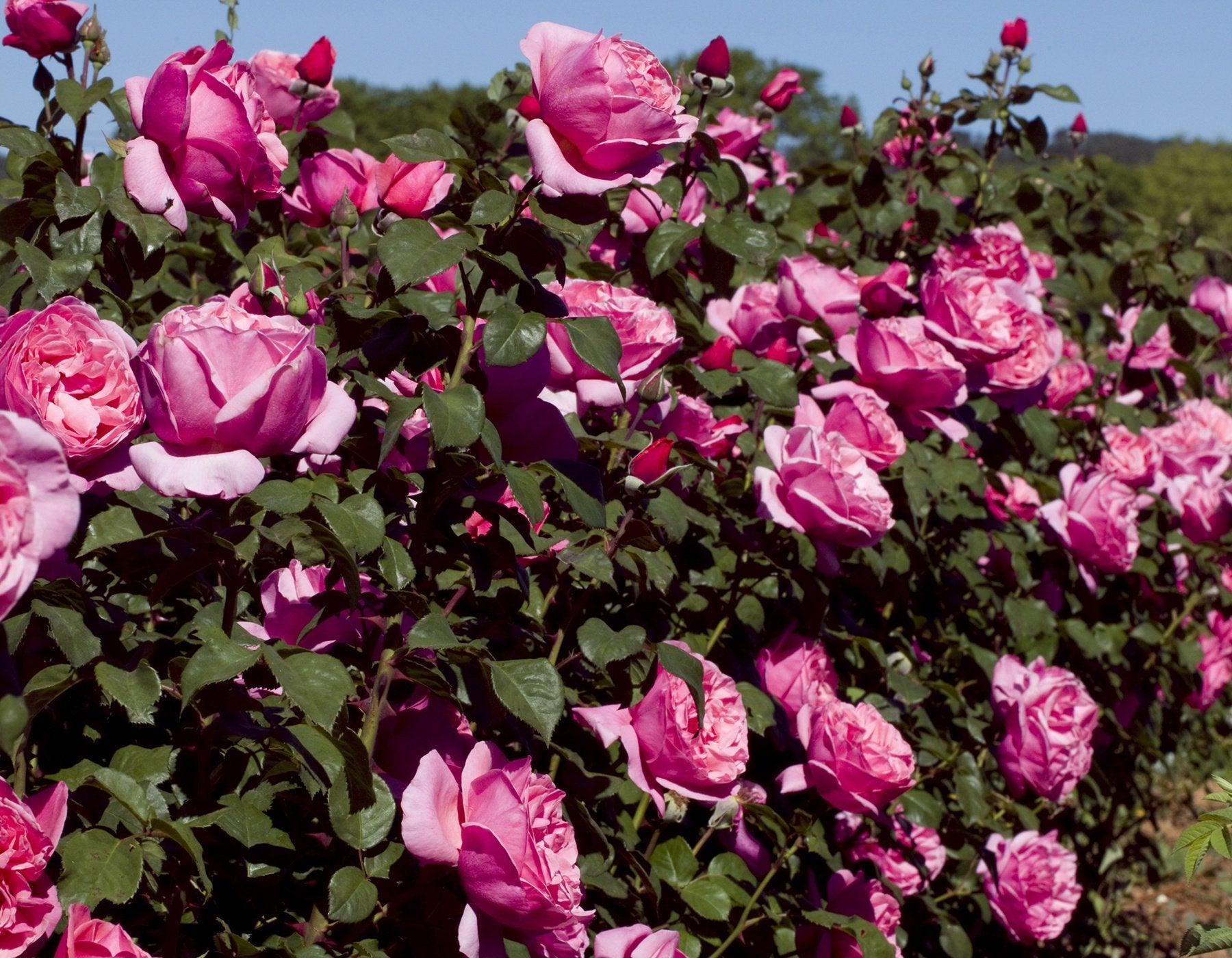 Dee-Lish® Rose