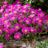 Delosperma Ocean Sunset Violet