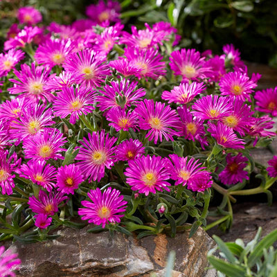 Delosperma Ocean Sunset Violet