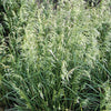 Pixie Fountain Grass