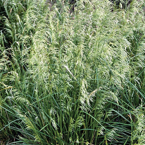 Pixie Fountain Grass